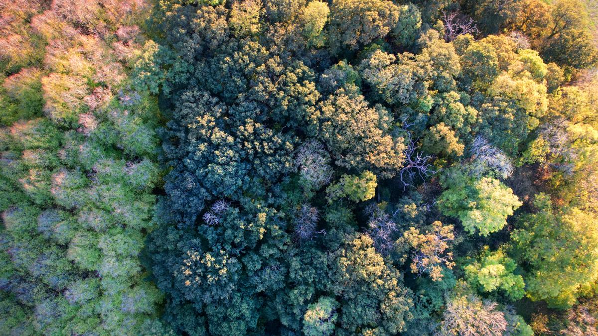 Aerial view looking down on small leaved lime, mature oak and ash tree tops 