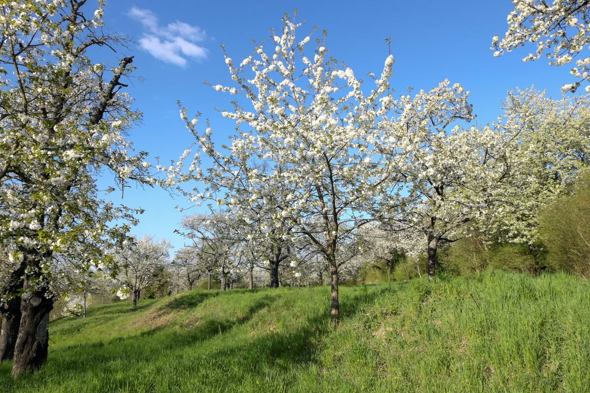 Blossoming wild cherry trees on a sunny spring day 