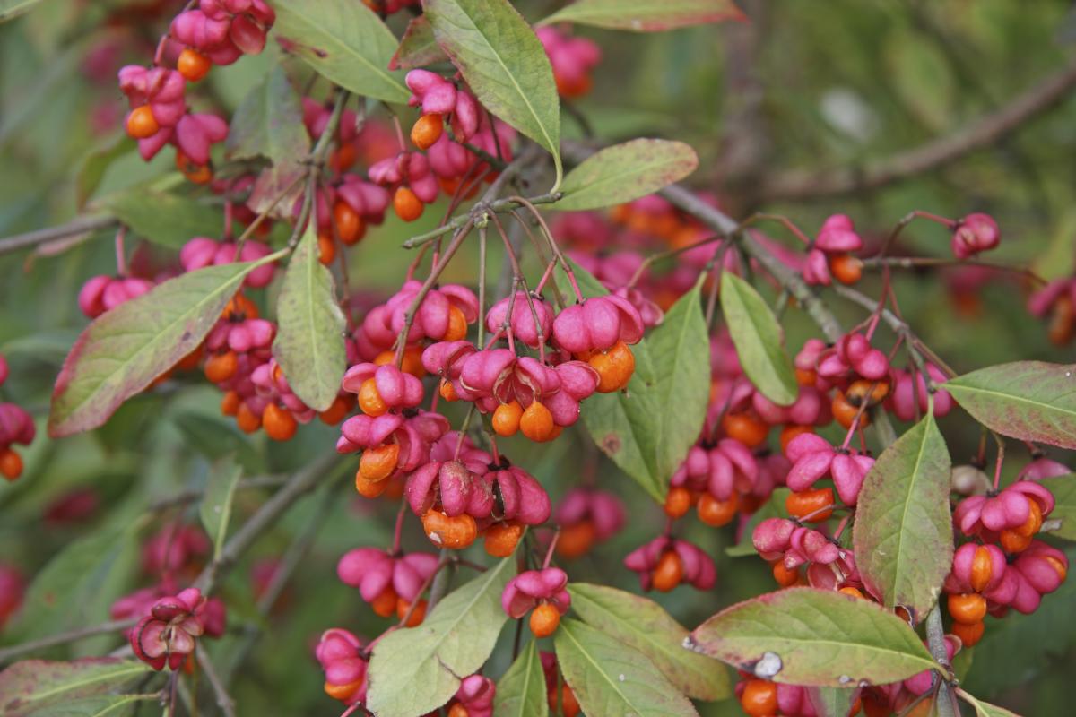 close up of colourful spindle berries