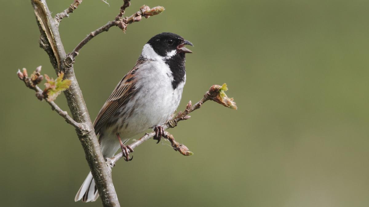 Common reed bunting perched on a branch with green buds emerging