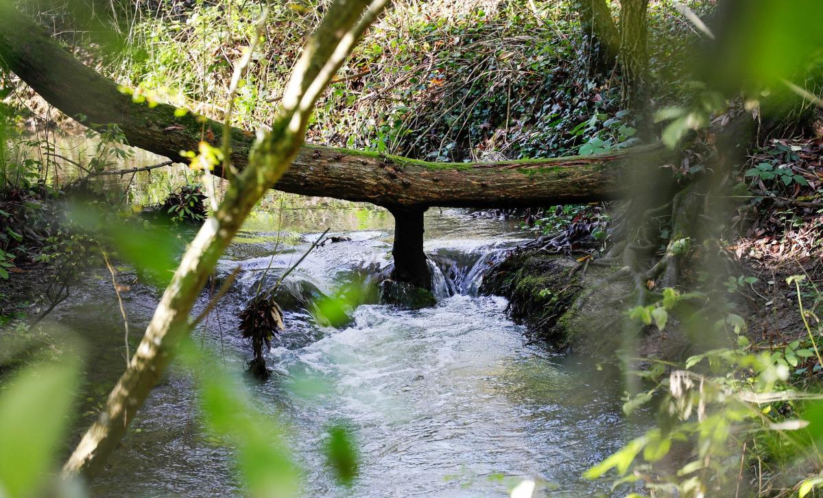 Close up of a fallen tree trunk across the running water of Noleham Brook in the Forest