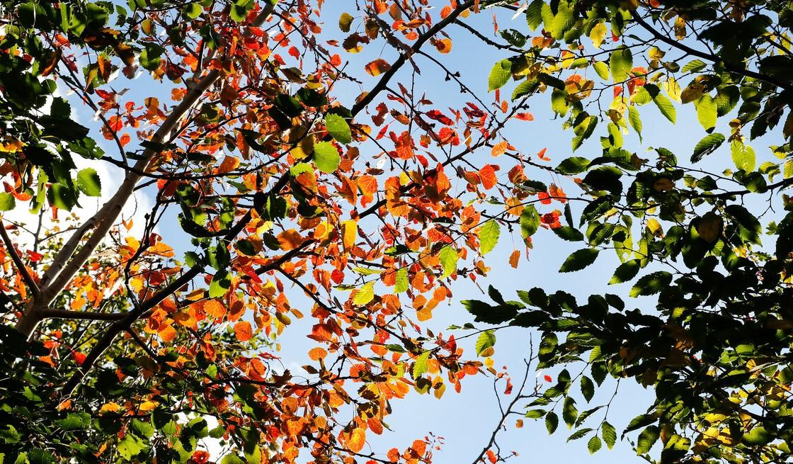 Hornbeam and aspen tree branches with leaves in the autumn sunlight