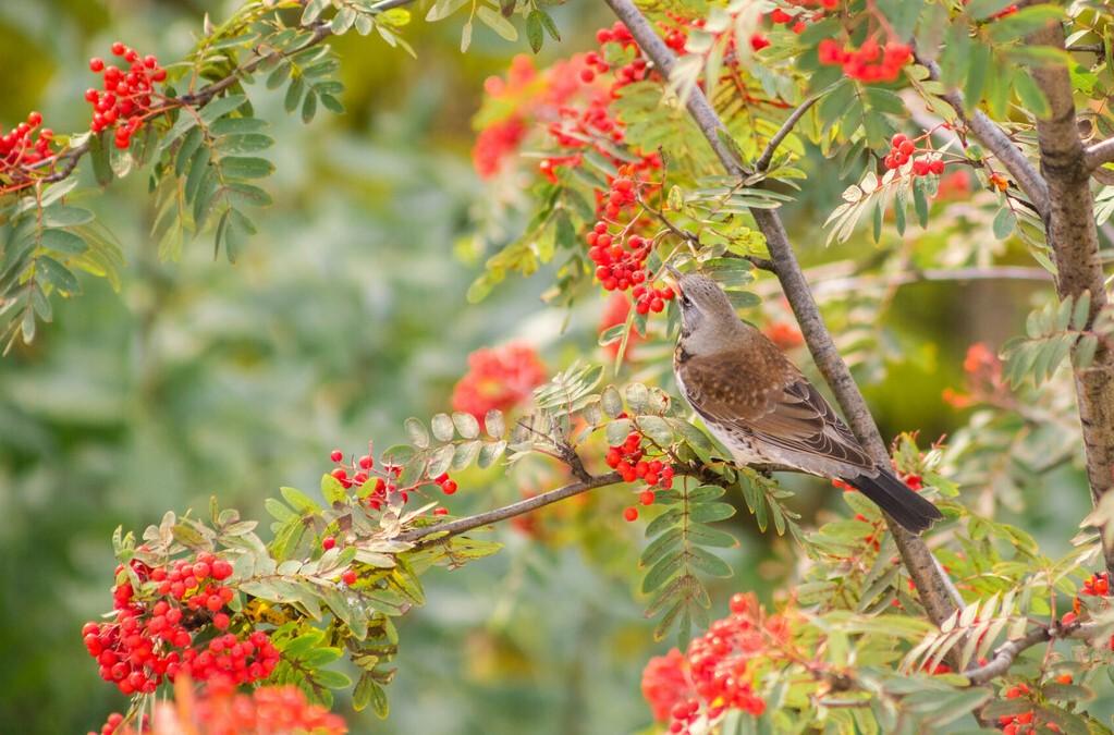 A fieldfare perched on a rowan tree branch eating the red berries