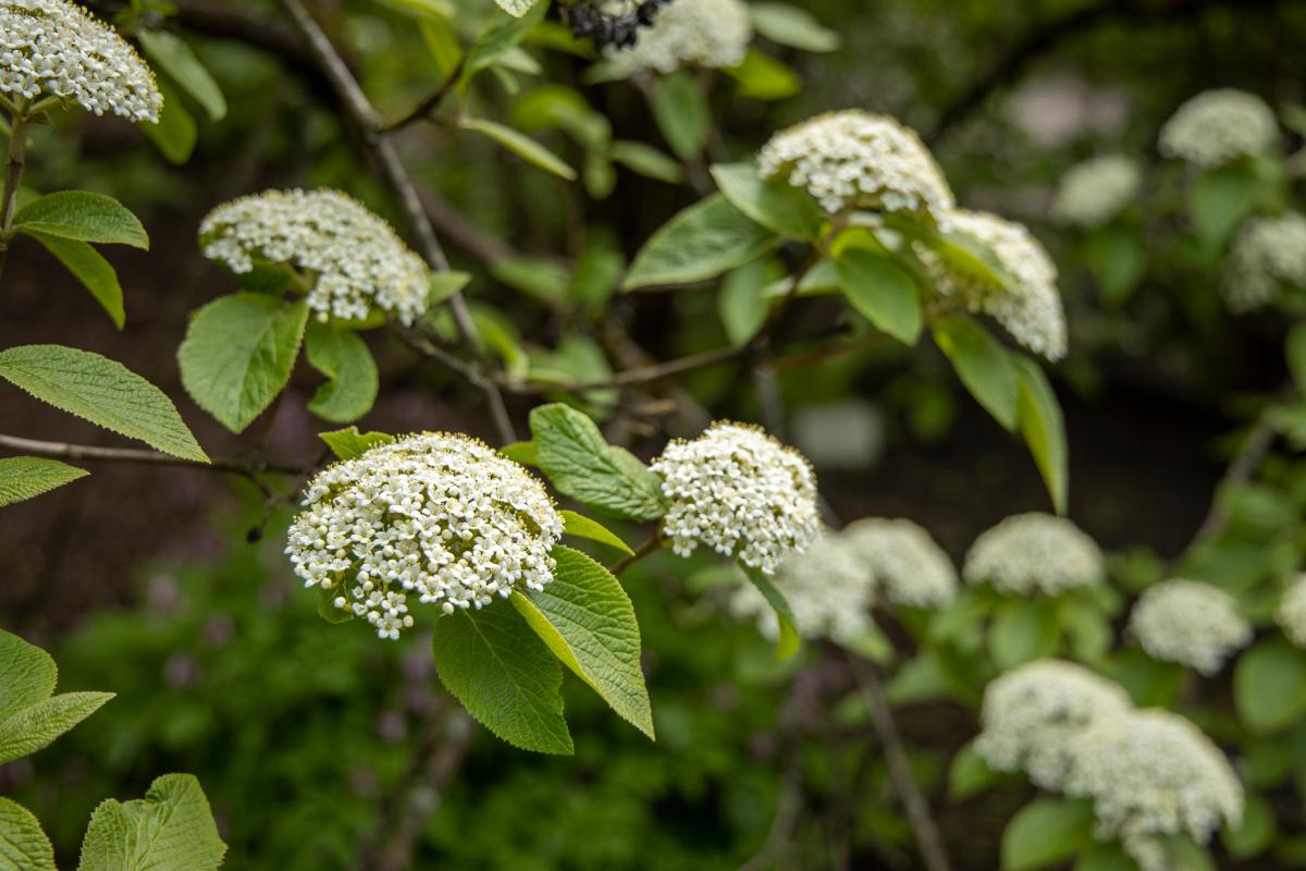 small white flowers of a wayfaring tree