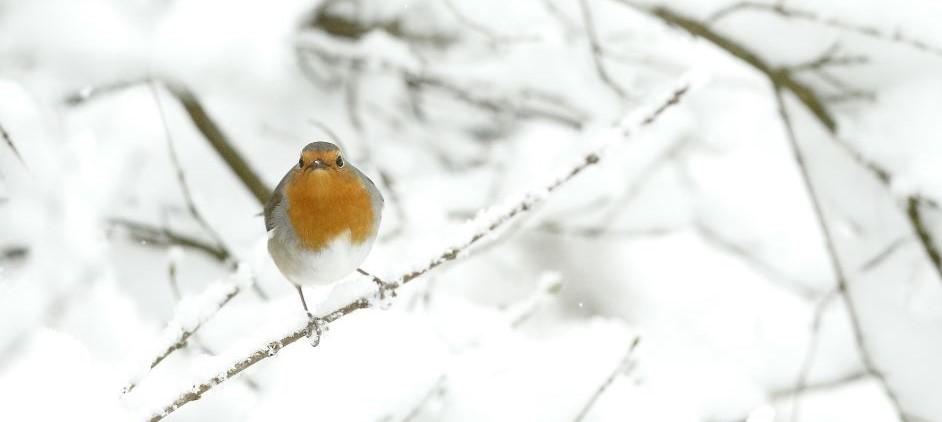 A little robin showing its red breast, perched on a branch with a snowy backdrop