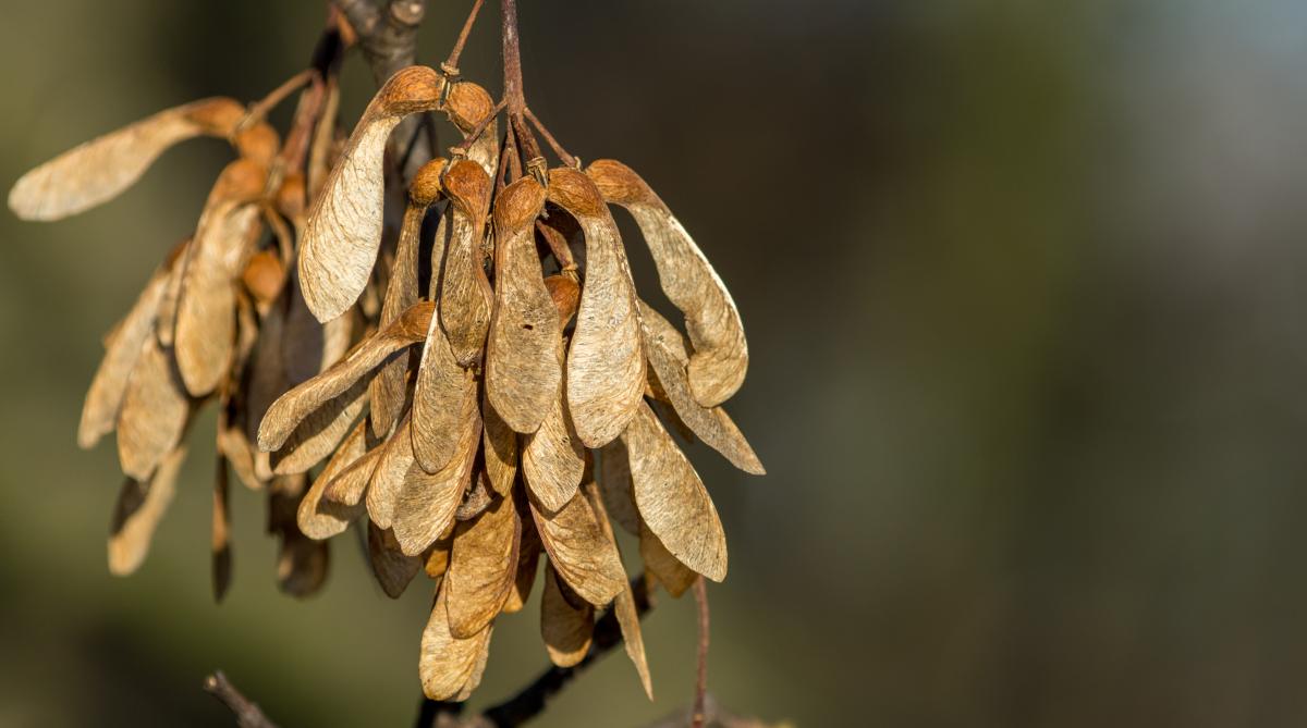 sycamore tree seeds