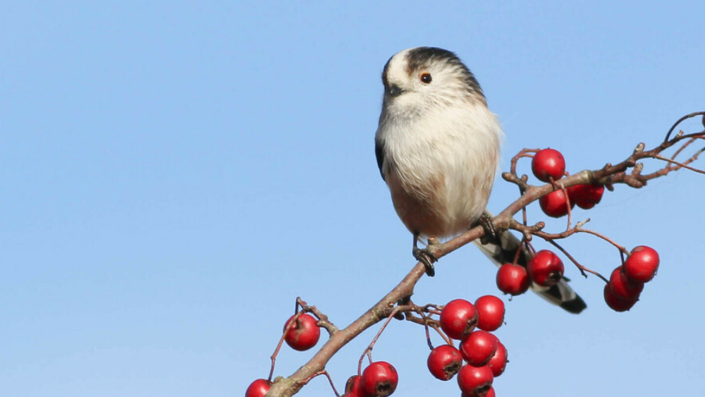a long tailed tit standing on a branch of red berries with a clear blue sky behind