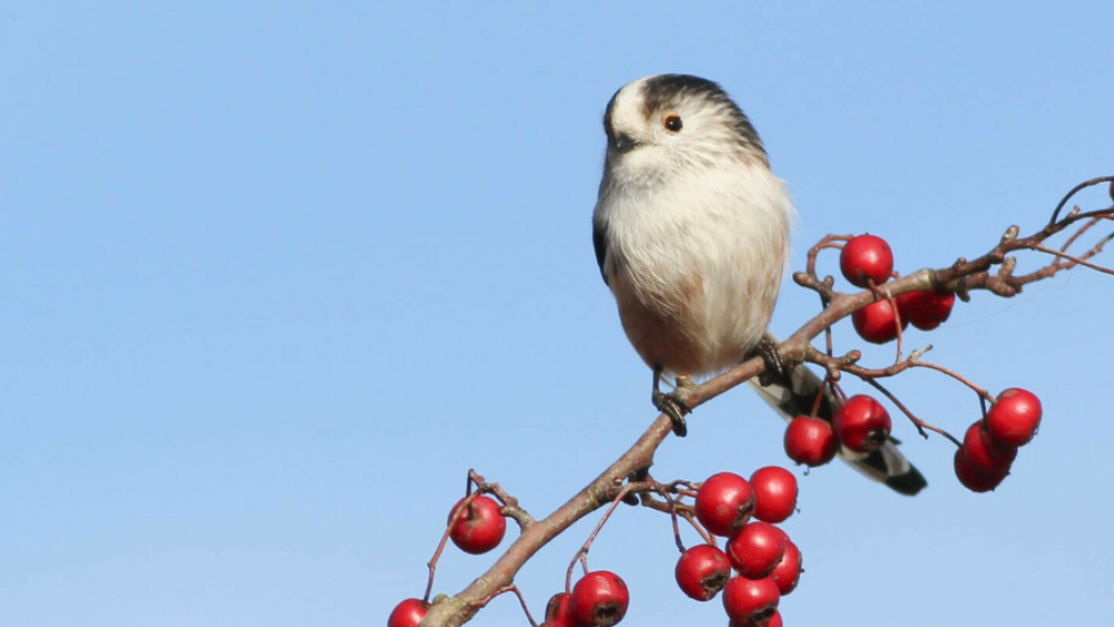 Winter wildlife watch | Heart of England Forest