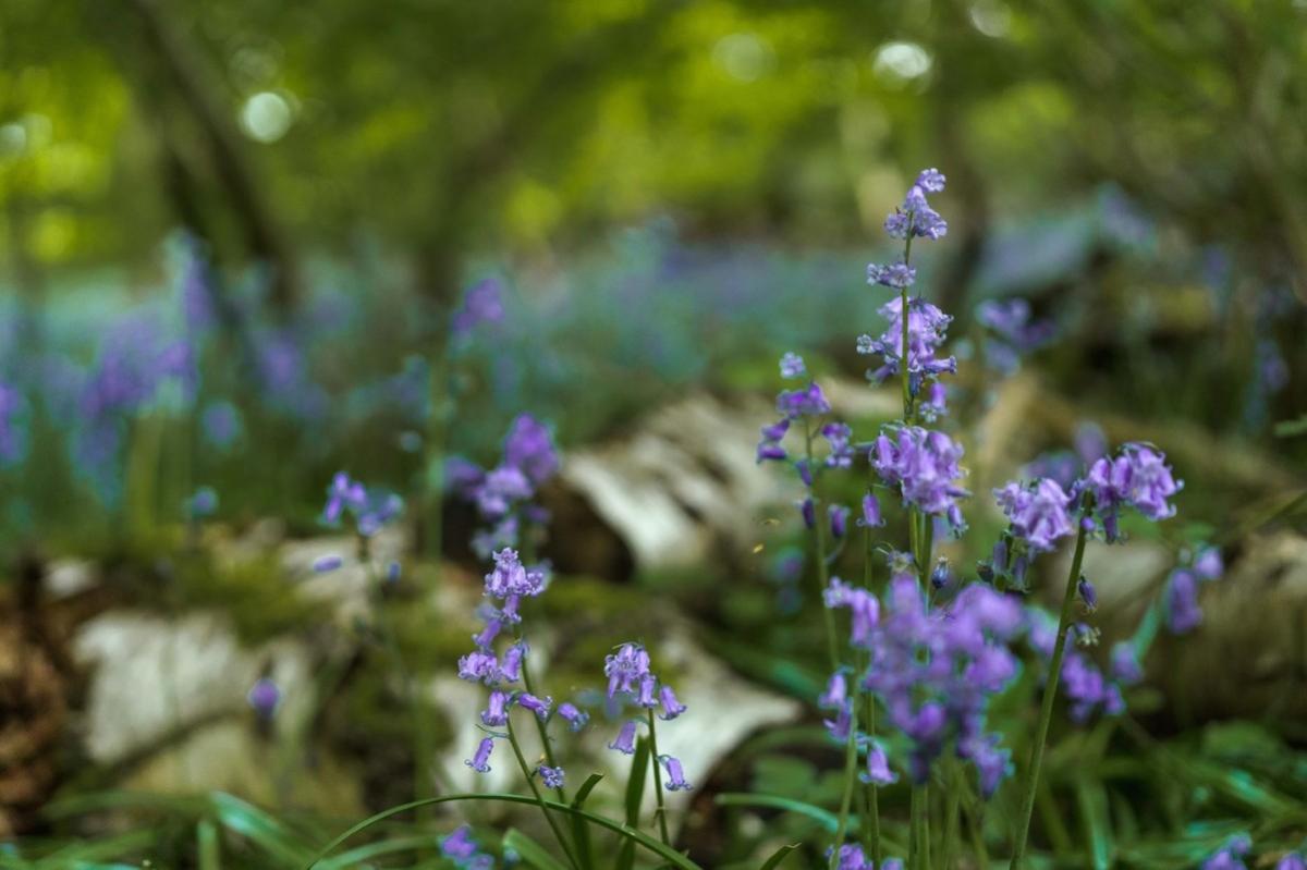 close up of bluebells in a shaded woodland