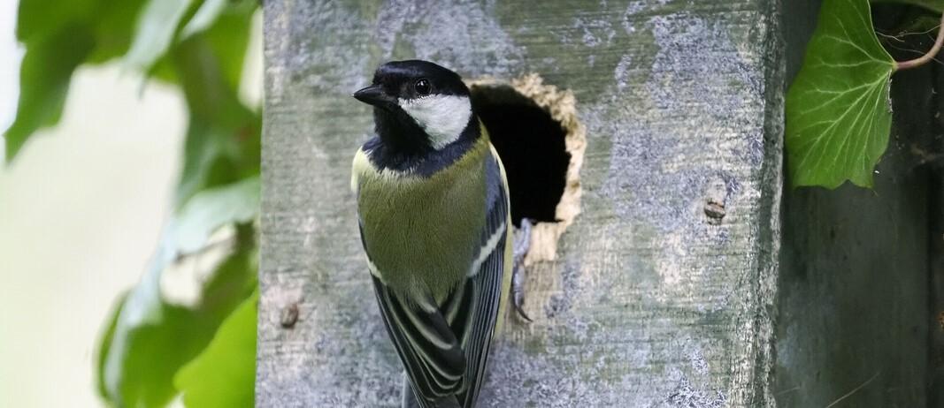 adult great tit clinging to the entrance of a worn nesting box