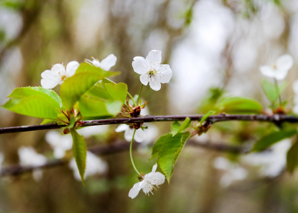 White blossom on a wild cherry tree in the Forest