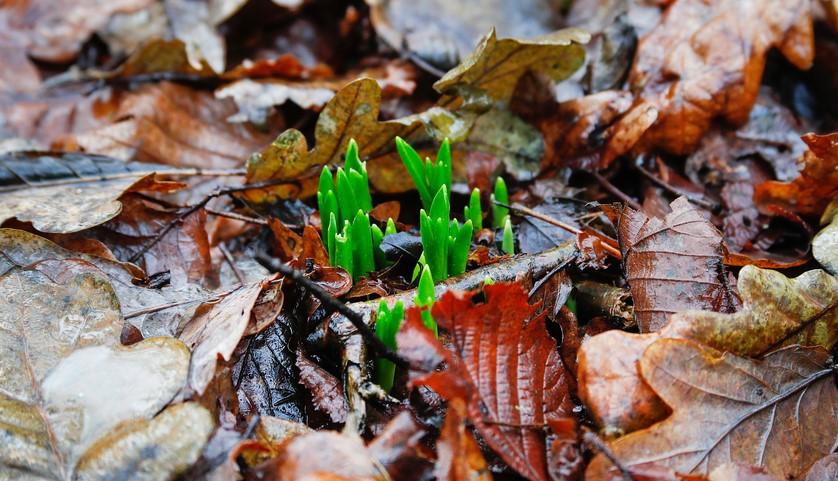 Green wildflower stems growing up through brown leaves on the forest floor