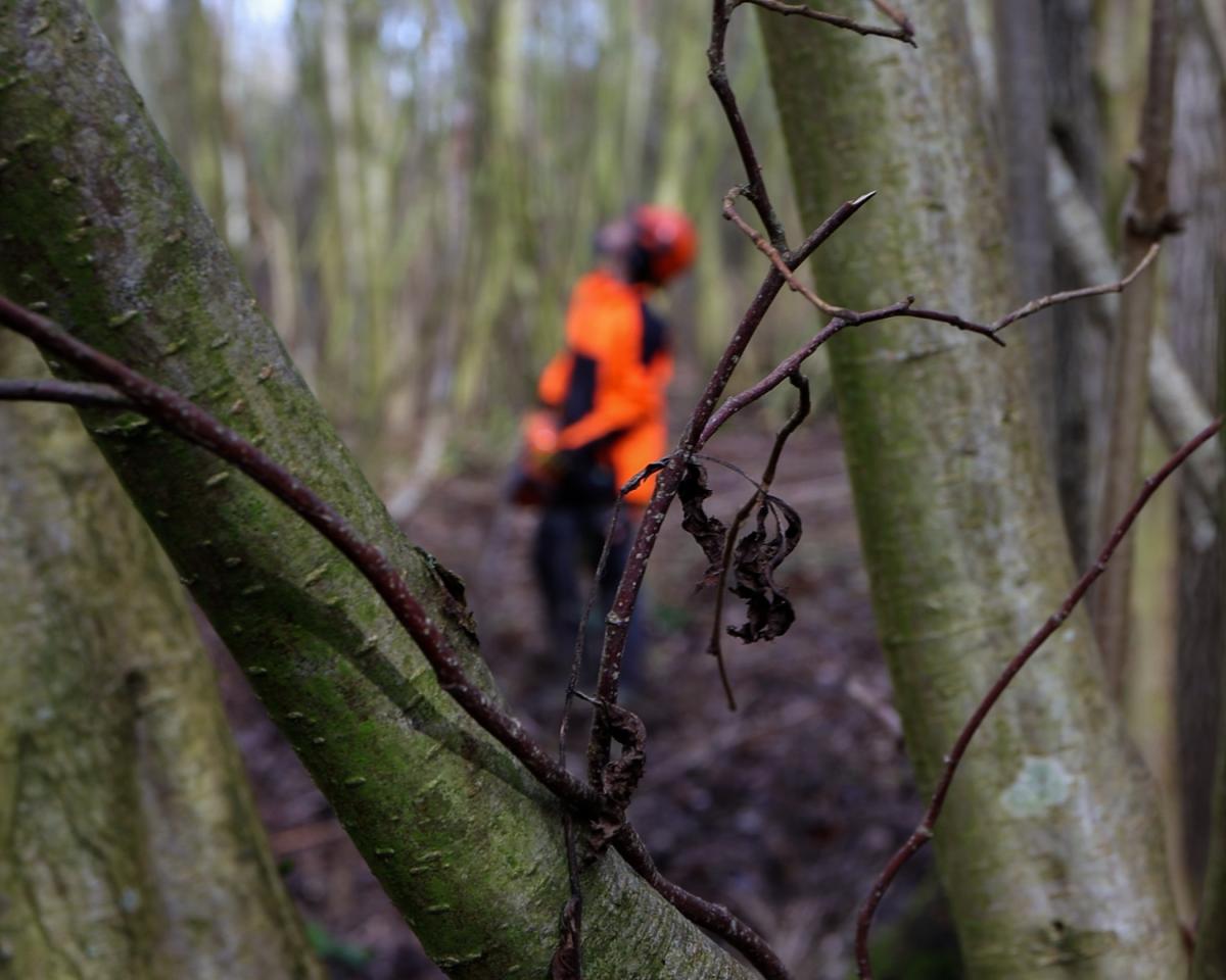 An image taken between two branches of a Hazel tree of a member of the forestry team in full safety gear in the background