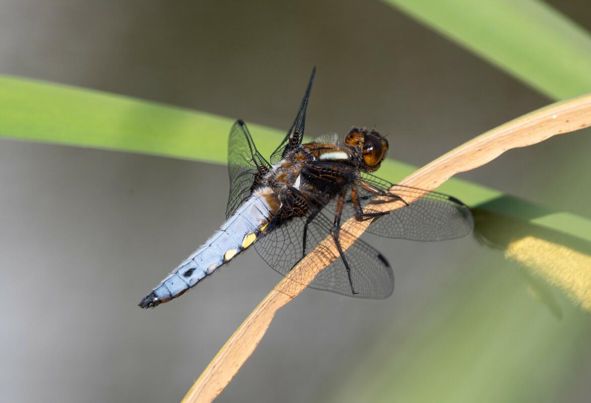 Broad-bodied chaser dragonfly on reed by a pond