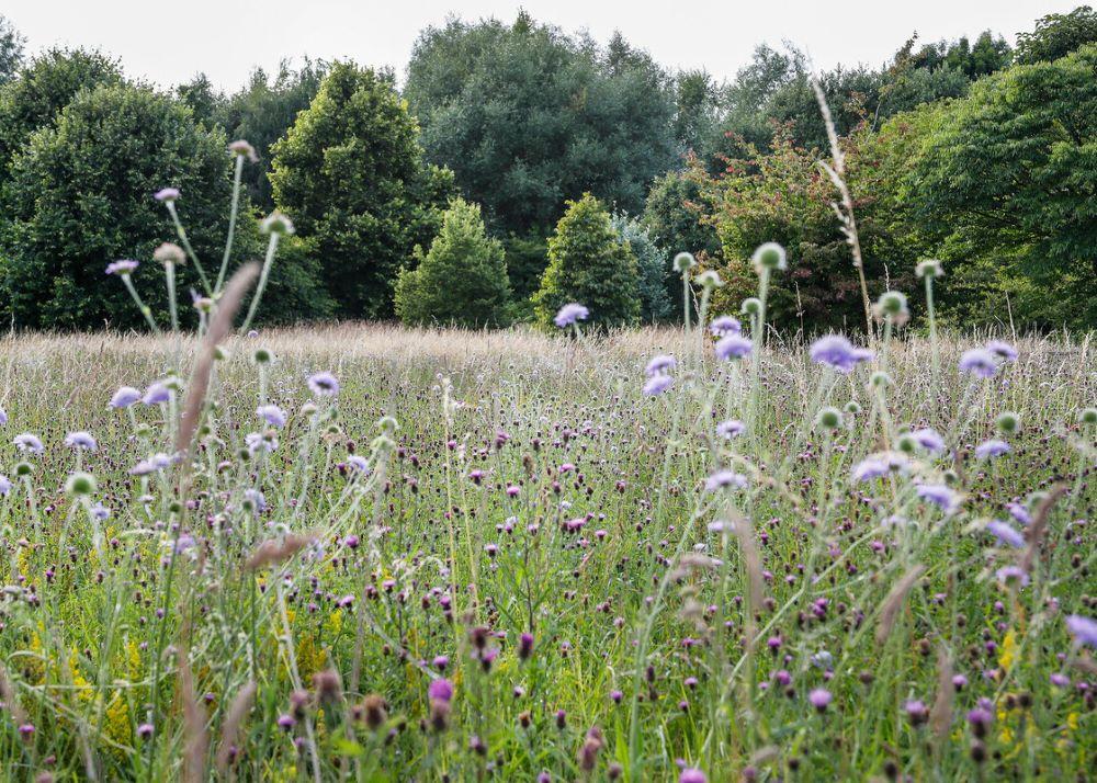 Wildflower meadow showing field scabious, lady’s bedstraw and knapweed in the Forest