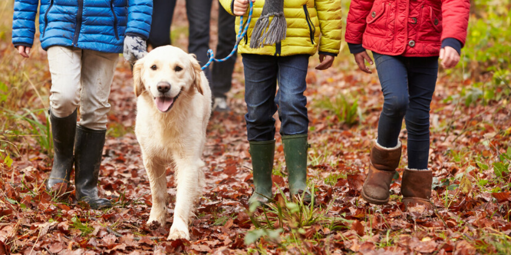 A golden retriever on a blue lead being walked by three young people in colourful autumn coats.