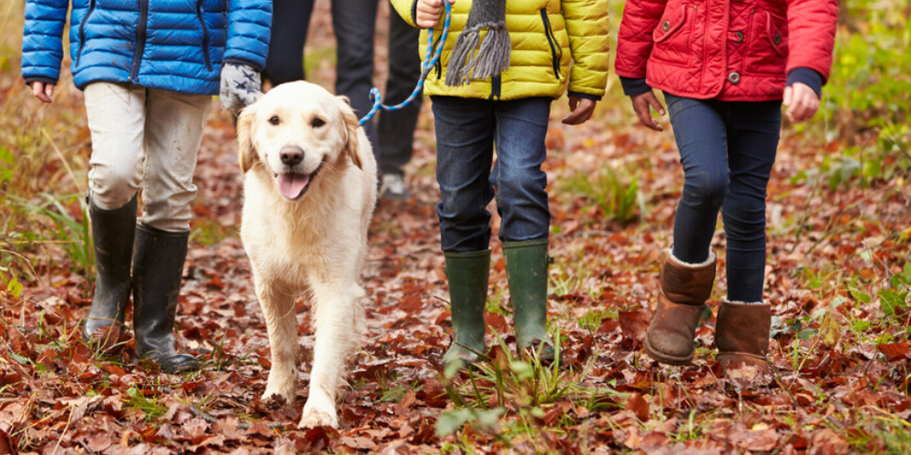 A golden retriever on a blue lead being walked by three young people in colourful autumn coats. 