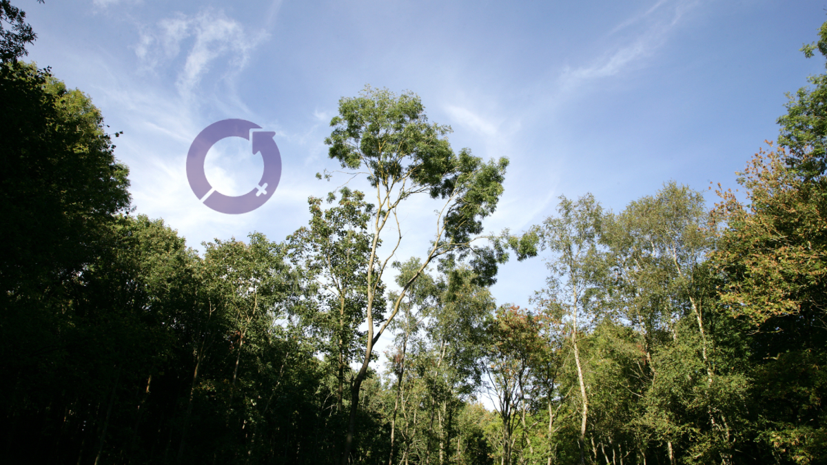 An image of tree tops in the Forest and the logo for international women's day