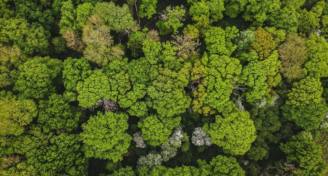 Aerial shot looking down on green tops 