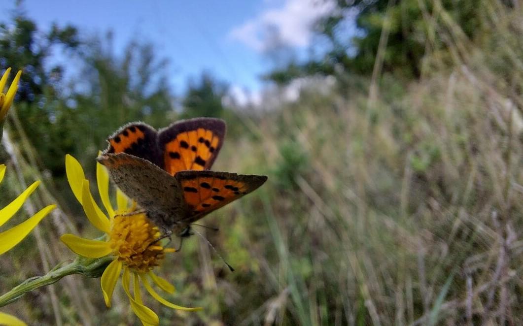 Small copper butterfly on a yellow flower in long grass with a blue sky 