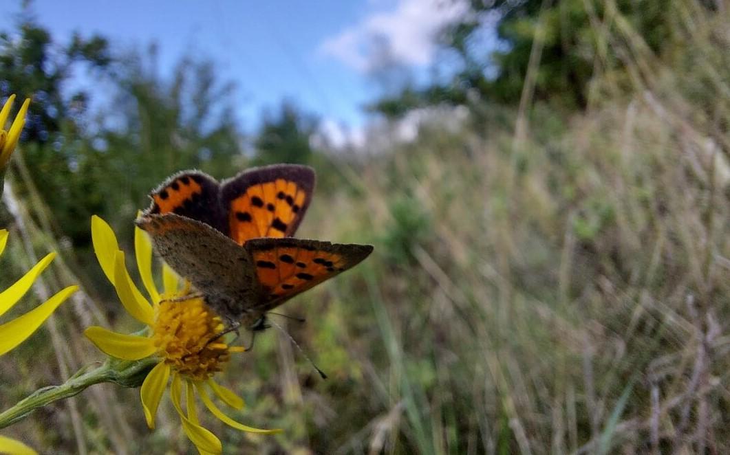 Small copper butterfly on a yellow flower in long grass with a blue sky