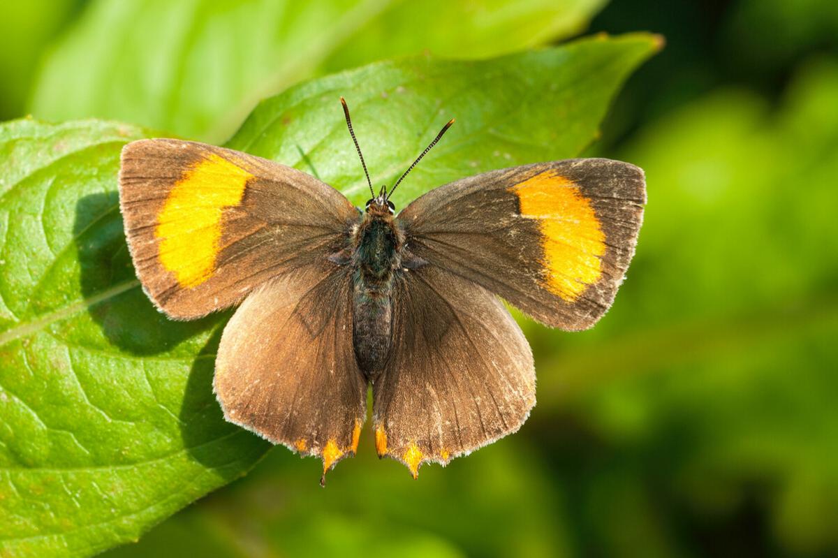 Brown hairstreak butterfly on leaf