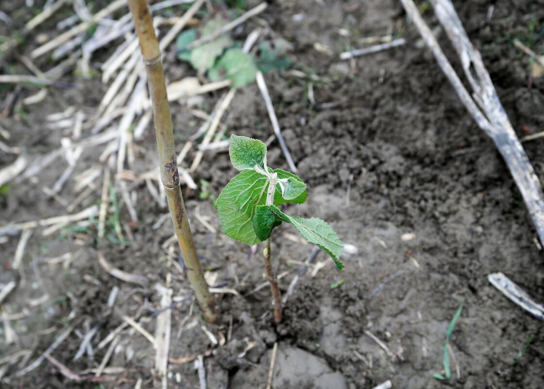 Bare root sapling freshly planted into the ground