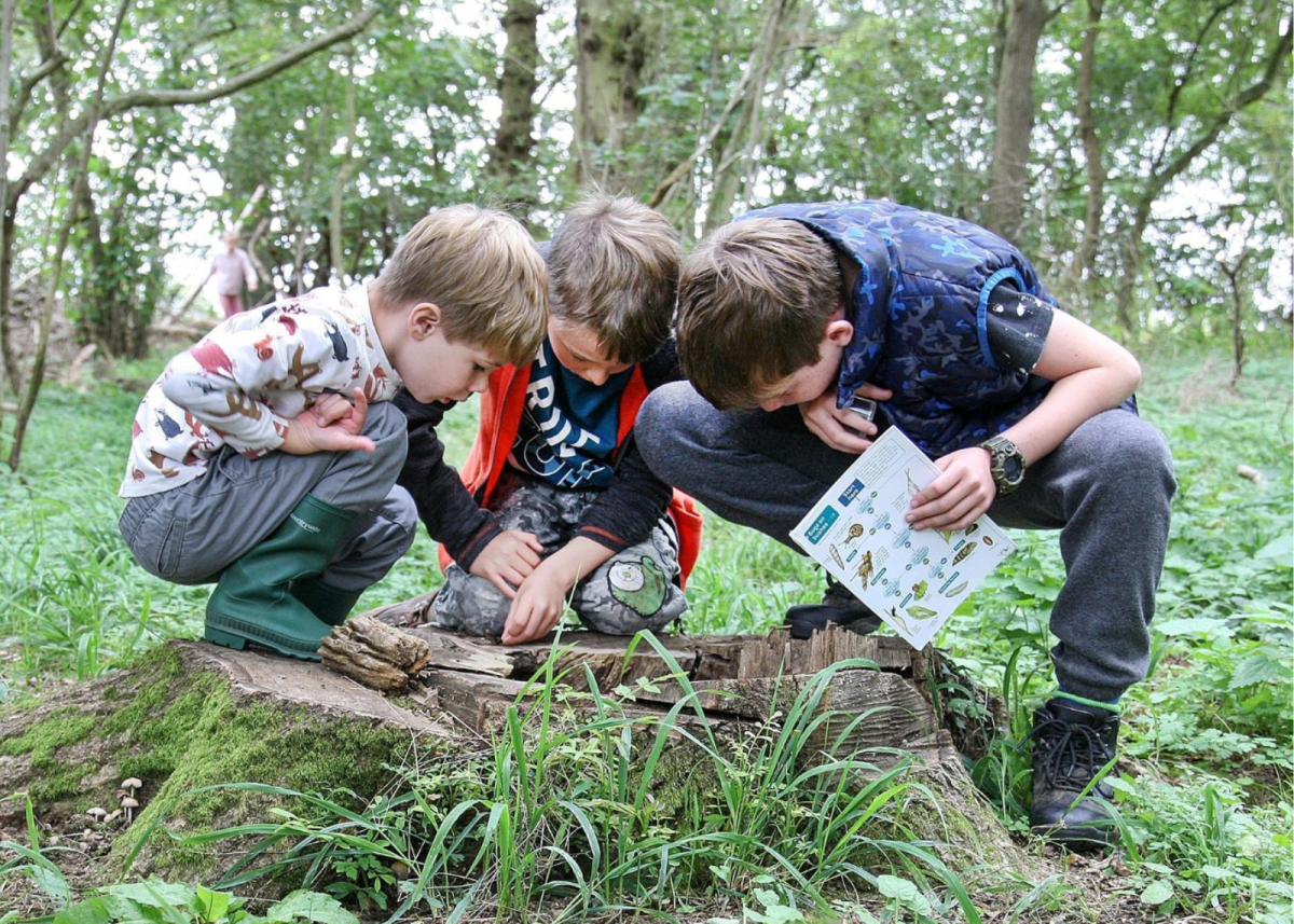 A group of three young foresters crouching over a tree tump holding an insect ID guide.