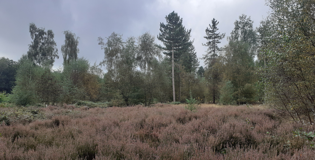 A view of our heathland at Coughton Park in the foreground with mature trees in the background.