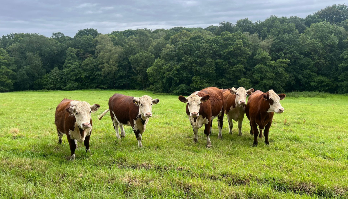 A group of cows at Oak Wood