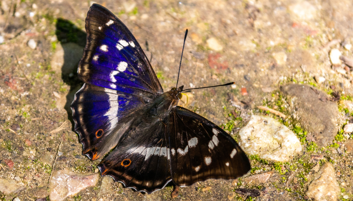 A male purple emperor butterfly resting on the ground in the sun