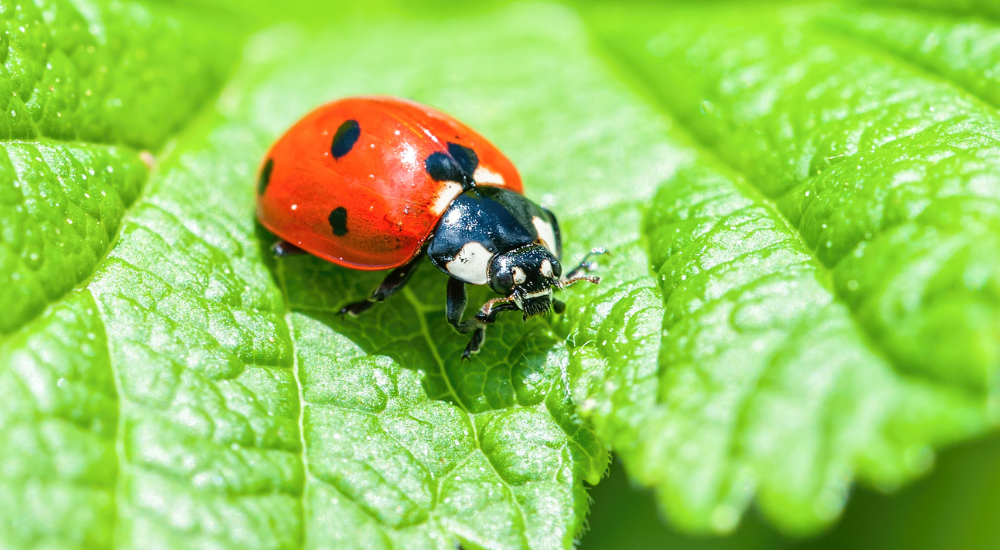 A seven-spot ladybird on a leaf