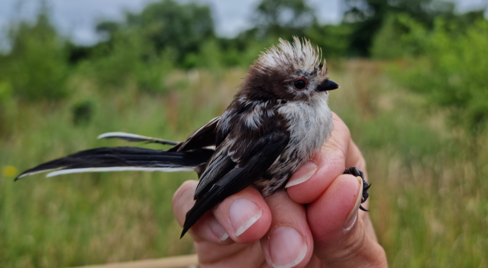 A close up of a long-tailed tit in the hand of a licensed bird handler