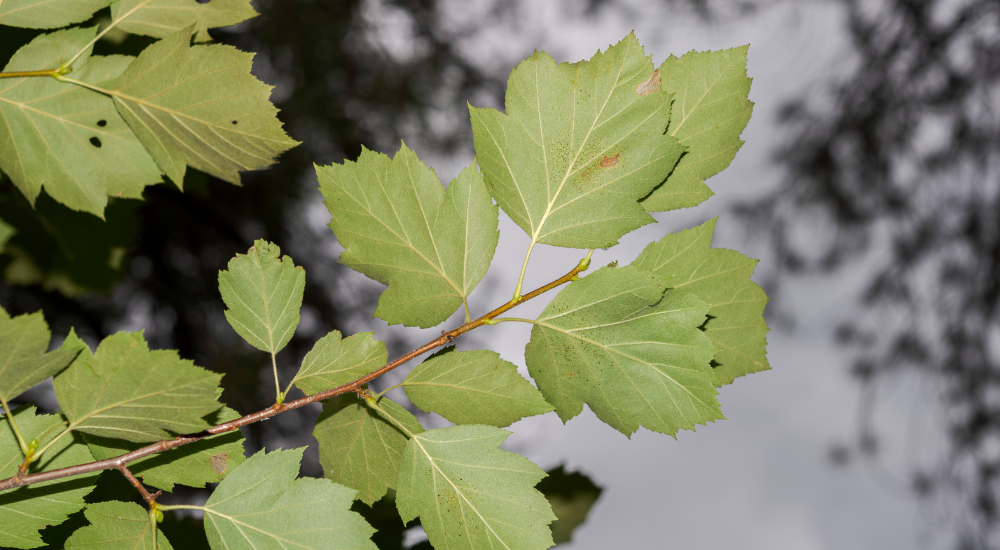 A close-up of the underneath of wild service leaves