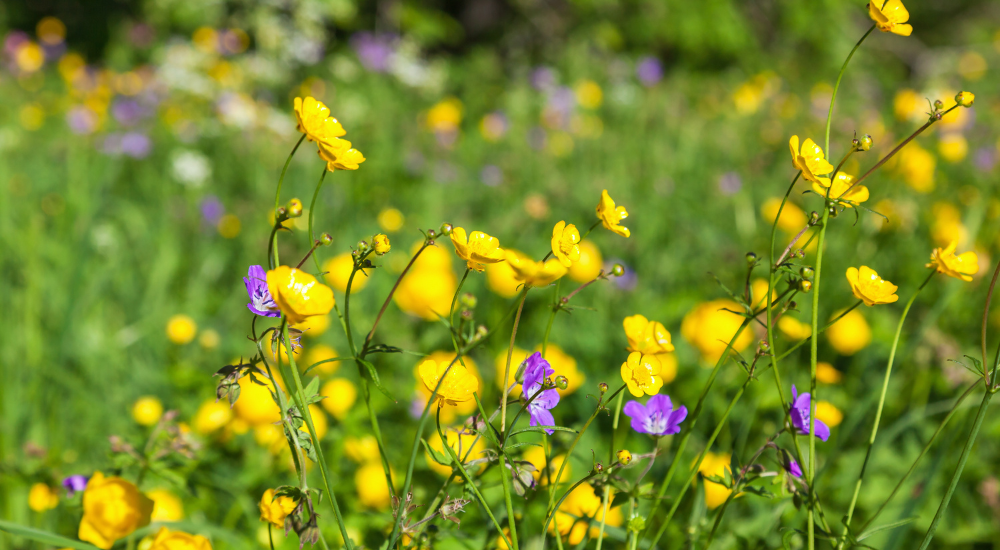 Bright yellow meadow buttercup on a summers day