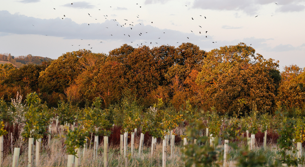 Young trees in tubes in the foreground and mature trees behind with birds flying above on an autumn day