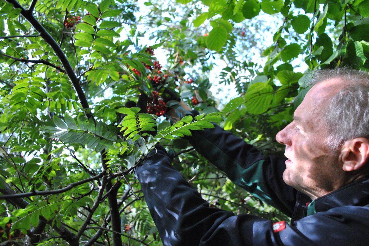 Ian Lockren seed collecting (Rowan) in Morgrove Coppice wood on a sunny day