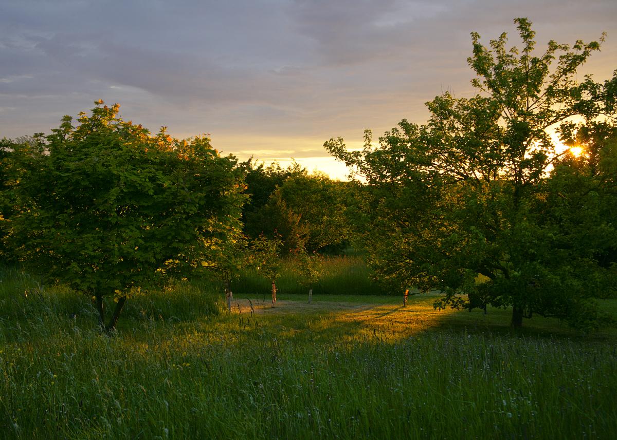 The sun setting through the woodland