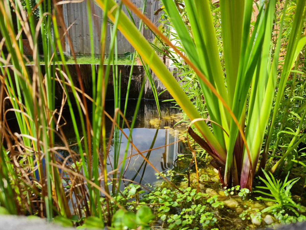 A close up of a miniature garden pond, with plants in.