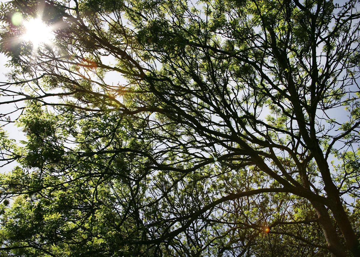 The sun shining through tree branches on a summers day