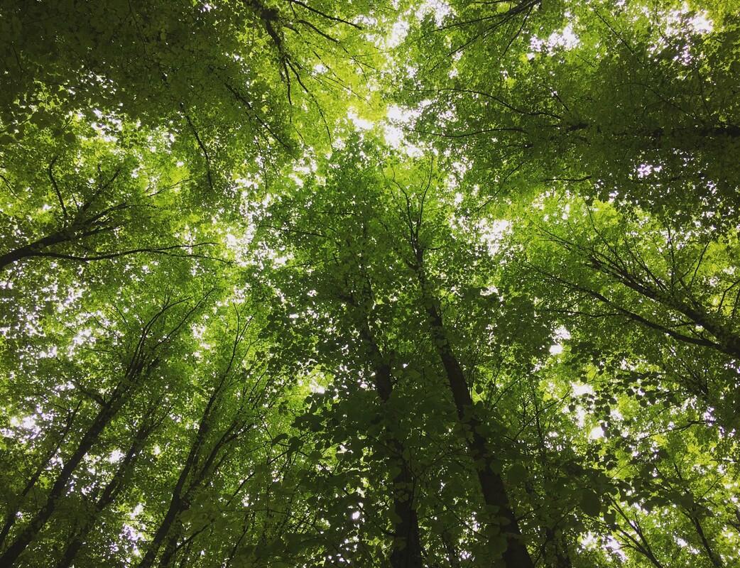 Looking up at a Canopy of small leaved lime trees 