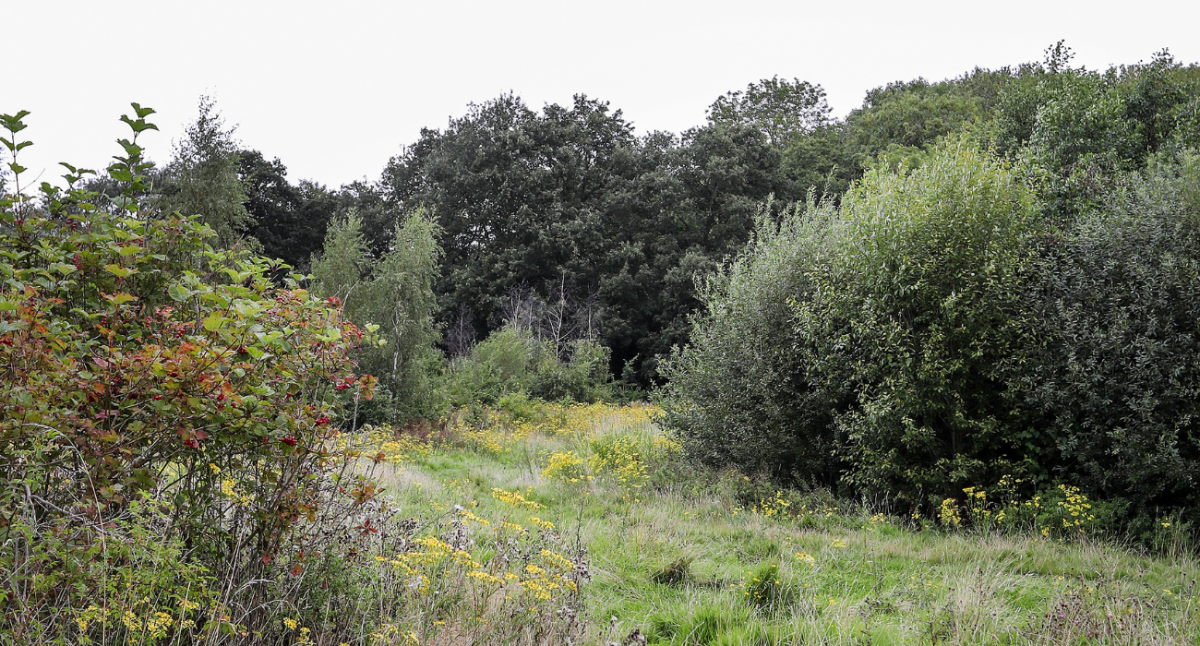 A pathway through College Wood in the summer.