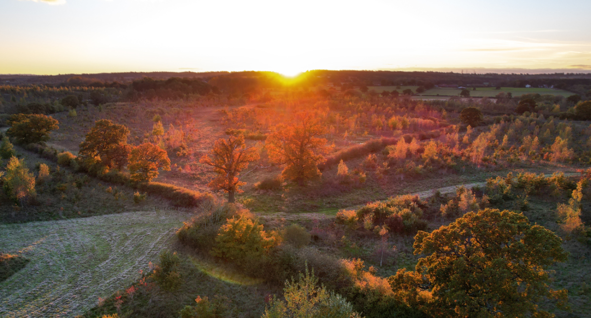 Aerial view of the Forest at Middle Spernal at sunset