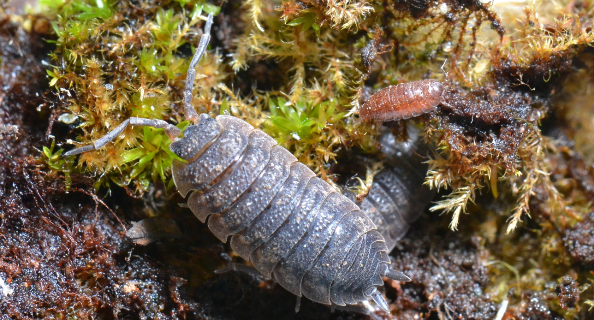 Porcellio scaber and Trichoniscus pusillus woodlice.