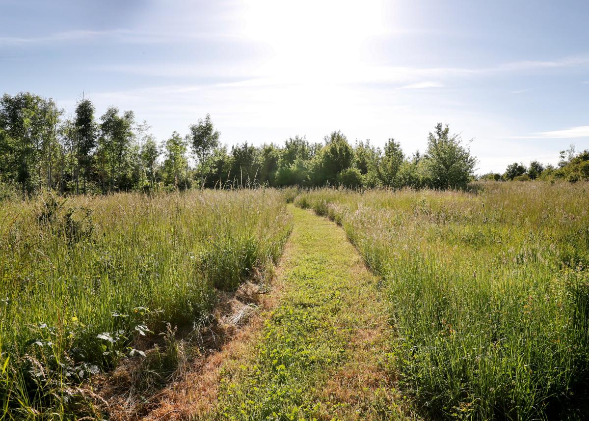 A mowed footpath through grassland at Coxmere Wood