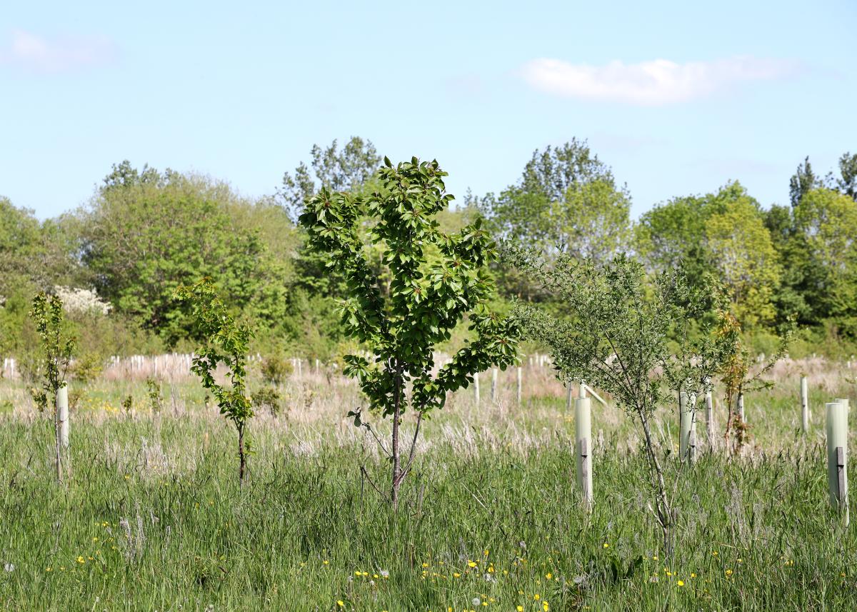 Young trees in Noleham Wood