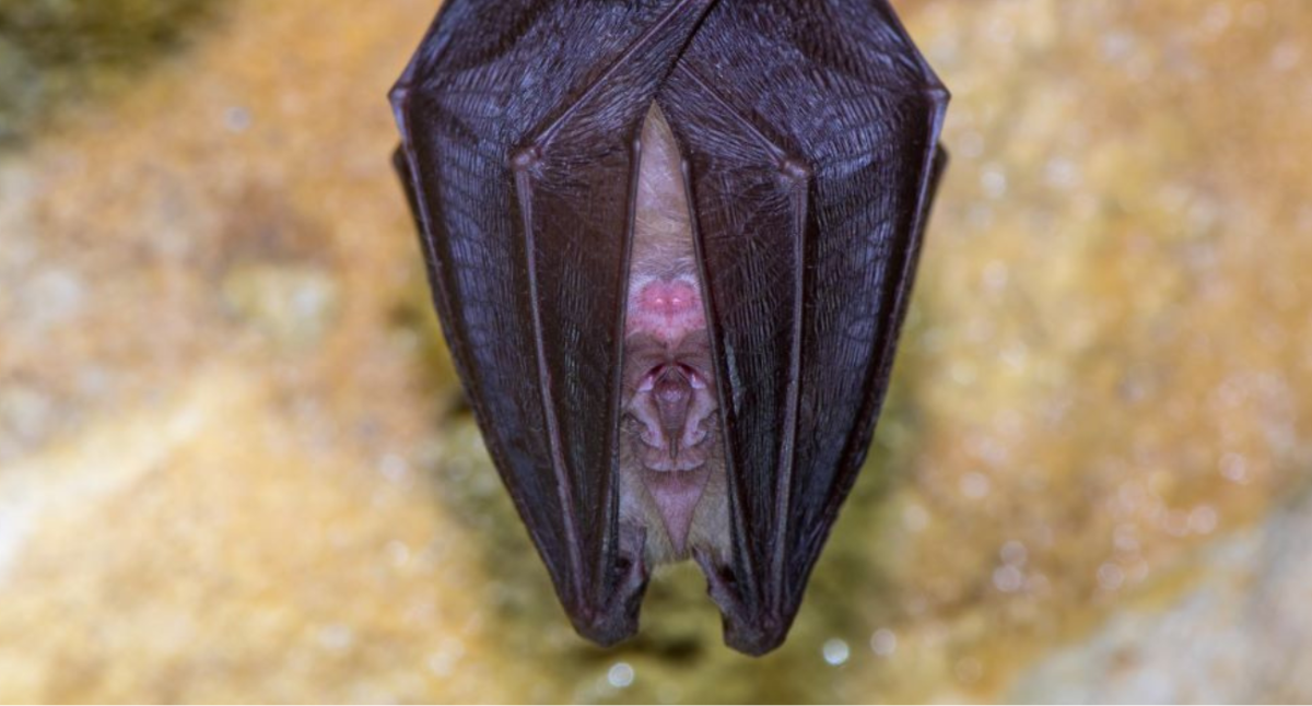 A close up of a lesser horseshoe bat.