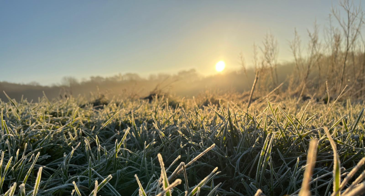 A close-up of frosty grass glistening in the morning sun.