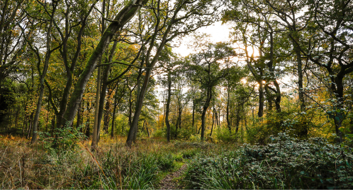 Mature trees in grassy forest floor on an autumnal day.