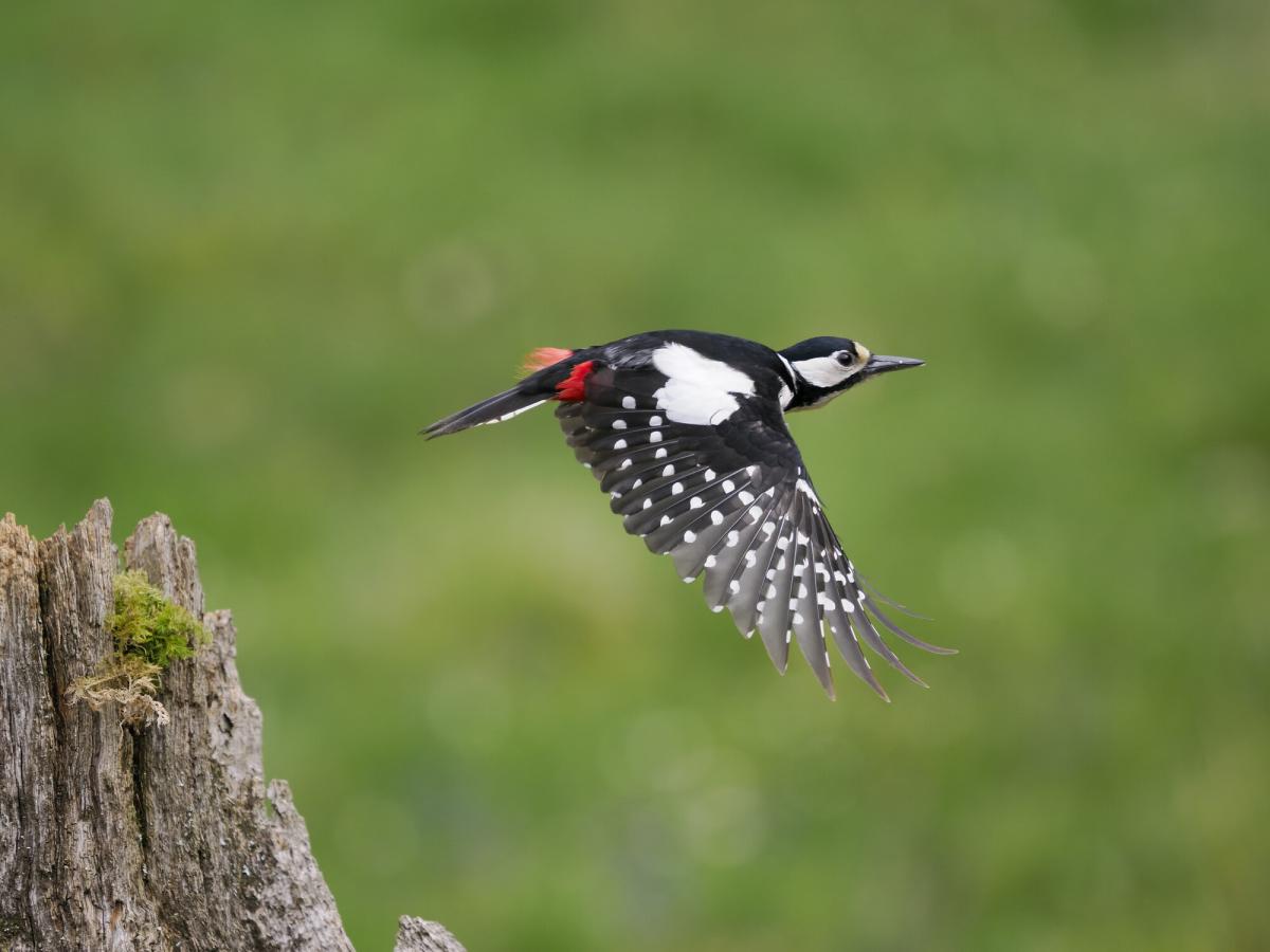 A female great spotted woodpecker in flight, leaving a piece of standing deadwood